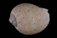 藏品(中華鶉螺)的圖片